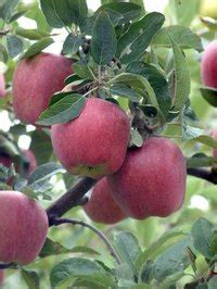 What Apple Trees Will Pollinate a Fuji Apple Tree? | eHow