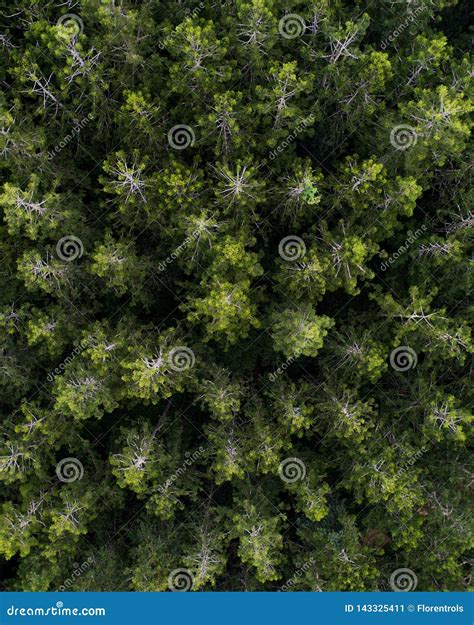 Aerial View Over a Pine Tree Forest. Stock Image - Image of color ...