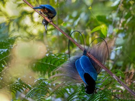 Blue bird-of-paradise - eBird