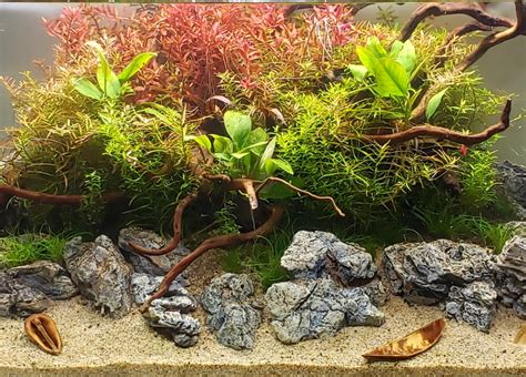 8 Great Easy Beginner Aquarium Plants You Need To Try! – AQUAPROS