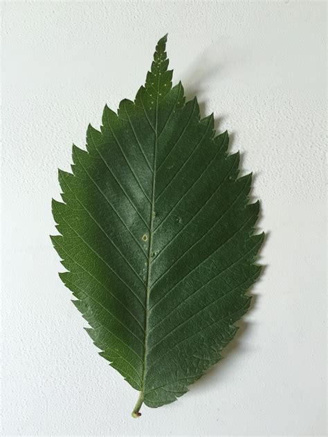 American Elm - Leaf | Plant leaves, Plant identification, Plants