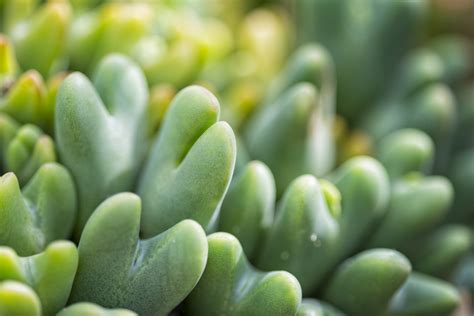 These Heart-Shaped Succulents Will Have You Falling In Love