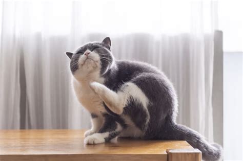 Cat Skin Allergies: Symptoms & Treatments