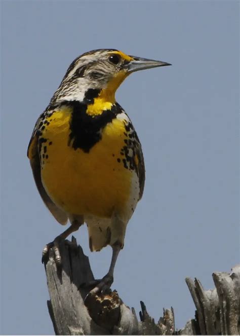 Wyoming State Bird | Western Meadowlark