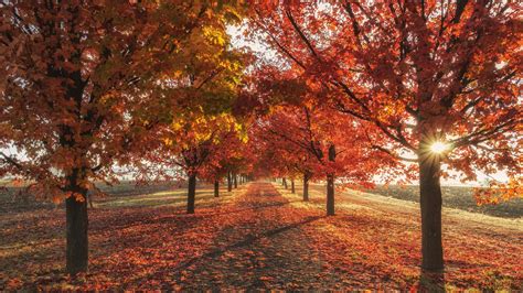 2560x1440 Autumn Fall Season Trees 4k 1440P Resolution ,HD 4k Wallpapers,Images,Backgrounds ...