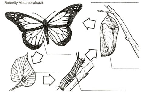 arthropod notes