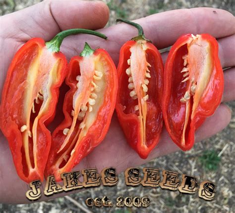 Red Habanero Pepper Seeds (hot) - Jake's Seeds