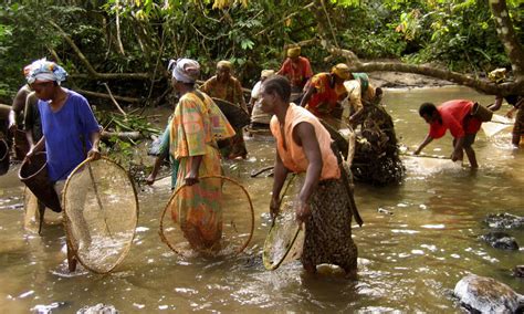 Congo Rain Forest and Basin | Places | WWF