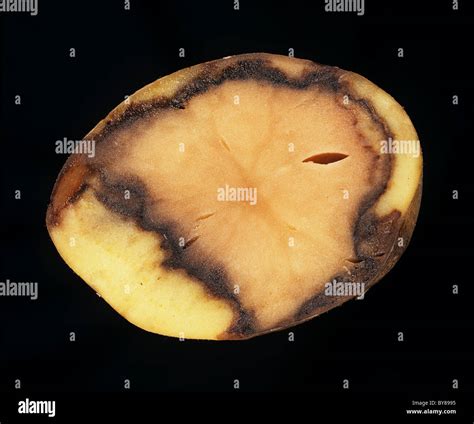 Bacterial rot (Erwinia carotovora) in a potato tuber section Stock Photo: 33989009 - Alamy