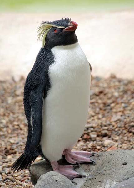 Rockhopper Penguin - Animal Facts and Information