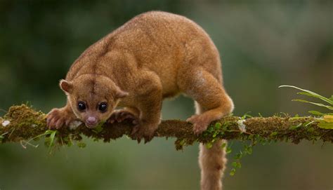 Kinkajou | The Biggest Animals Kingdom