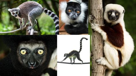 20 Most Common Lemur Species