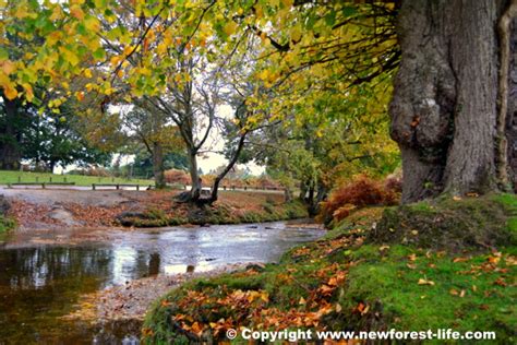 New Forest Autumn discover the colours, trees and wildlife