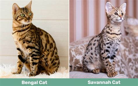 Bengal vs. Savannah Cat: What’s the Difference? (With Pictures) - Catster