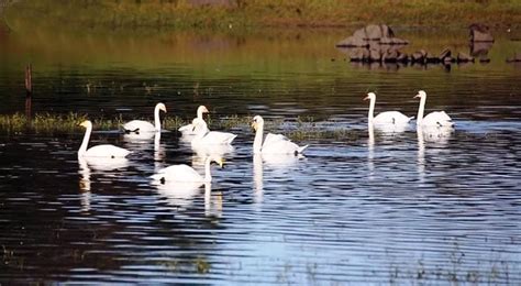 TweeterVerse: Reflections on William Butler Yeats’ “The Wild Swans at Coole” – Wild Bird Club of ...