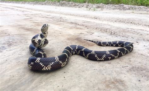 Snake sightings: eastern kingsnake, eastern ribbon snake | South ...