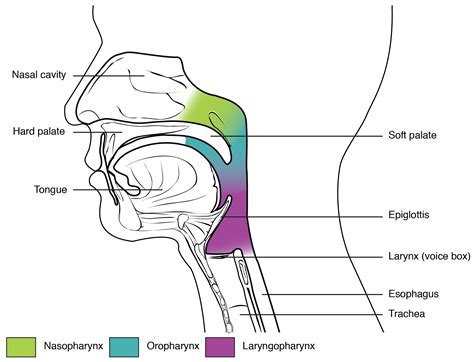 Module 26: Pharynx and Larynx | Nasal Cavity and Smell – Anatomy 337 eReader