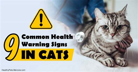 9 Cat Health Warning Signs That You Should Never Ignore