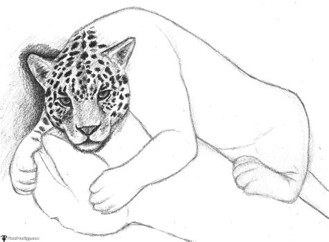 Jaguar Outline Drawing at PaintingValley.com | Explore collection of ...