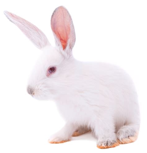 New Zealand White rabbits: HsdHra:(NZW) SPF