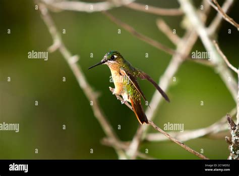 Hummingbird in a tree branch Stock Photo - Alamy