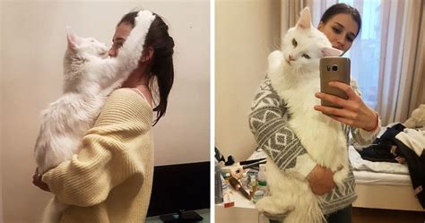 Kitty Grows Up Hugging His Human Every Day, Won’t Stop Even After ...