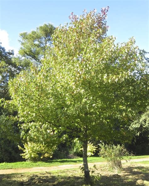 Sweet Gum - Tree Guide UK - Sweet Gum tree identification