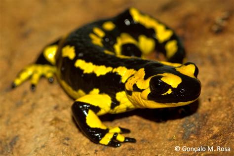 Common Fire salamander (Salamandra salamandra) | Amphibian Rescue and Conservation Project