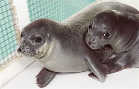 Cuteness Overload! Adorable Seal Pups Ready to Return to Greek Waters ...