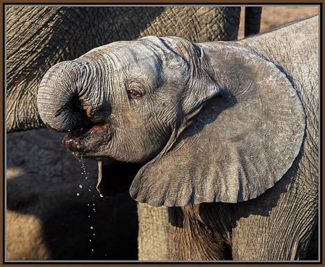 Baby Elephant Drinking Water by ugly | ePHOTOzine