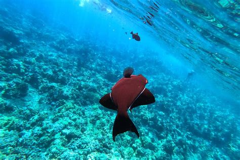 The Best Maui Snorkeling