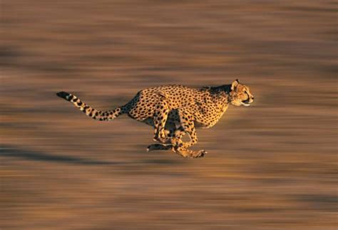 Cheetah Running Stock Photos, Pictures & Royalty-Free Images - iStock