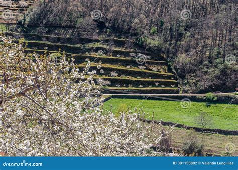 Cherry Blossoms in the Jerte Valley, Spain Stock Photo - Image of blossoms, landscape: 301155802