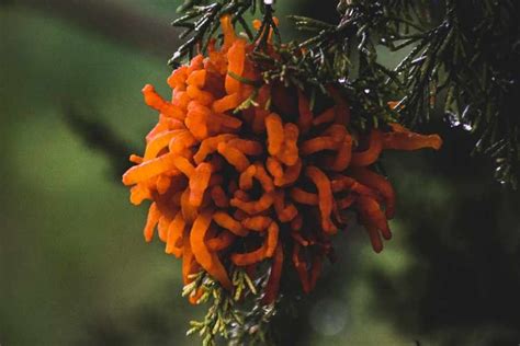 DIY Cedar Apple Rust Treatment for Bonsai