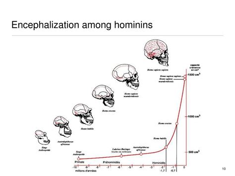 PPT - How diet affects the brain: evolution & development PowerPoint Presentation - ID:187276