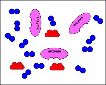 Enzyme Cartoon - 21+ Koleksi Gambar