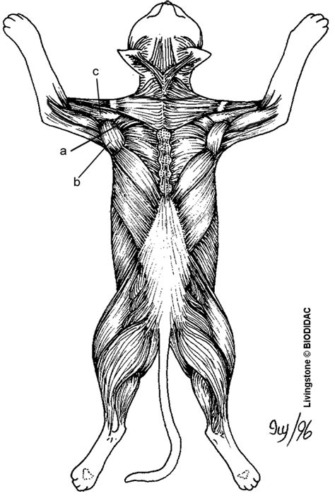Cat Muscles of the Back (color)