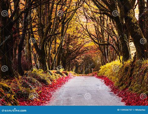 Colourful Autumn Country Lane in Cornwall Stock Image - Image of woodland, autumn: 159556737