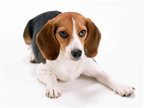 beagle razas de perros pequeños de pelo corto | Razas de perros pequeños, Razas de perros ...