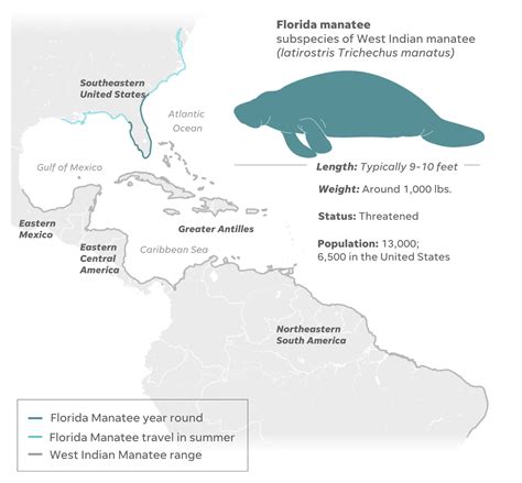 West Indian Manatee Population Graph