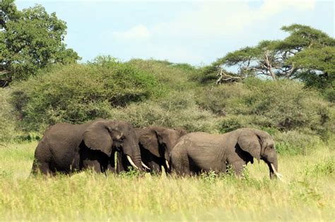 Tanzania Safari and Beach Holidays - Discover the Best of Africa