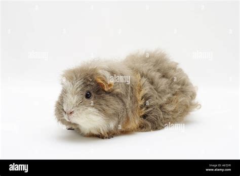 Merino guinea pig cut out hi-res stock photography and images - Alamy