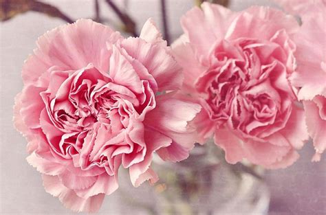 Pink Carnation Wallpapers - Wallpaper Cave