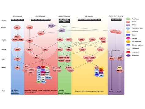 Pathways: MAPK Signaling | www.antibodies-online.com