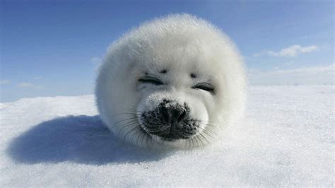 Cute Baby Seals Pictures