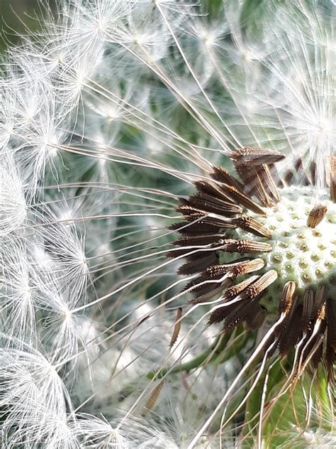 Dandelion Blow Seeds - Free photo on Pixabay - Pixabay