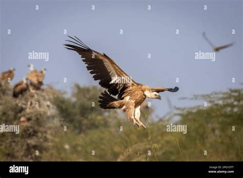 Himalayan vulture or Gyps himalayensis or Himalayan griffon vulture closeup in flight with full ...