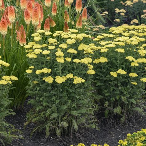 Top 30 Deer Resistant Plants - Hampton Nursery & Landscape