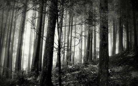 8K Dark Forest Wallpapers - Top Free 8K Dark Forest Backgrounds ...