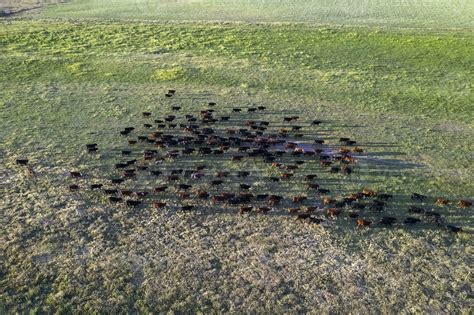 an aerial view of a herd of cattle in a field 26596588 Stock Photo at Vecteezy